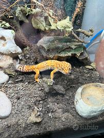 Geco Leopardino + Terrario