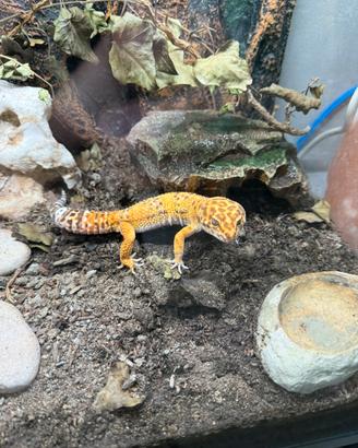 Geco Leopardino + Terrario