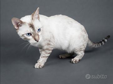 Bengala Snow & Brown maschio & femmina PEDIGREE