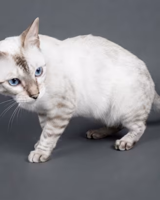 Bengala Snow & Brown maschio & femmina PEDIGREE