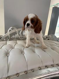 Cavalier king
