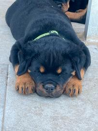 Cuccioli Rottweiler Femmine e Maschi