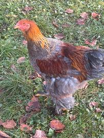 Gallo Brahma