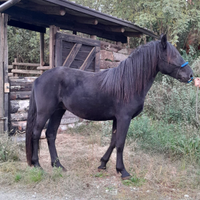 Cavallo Murgese 3 anni