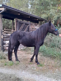 Cavallo Murgese 3 anni