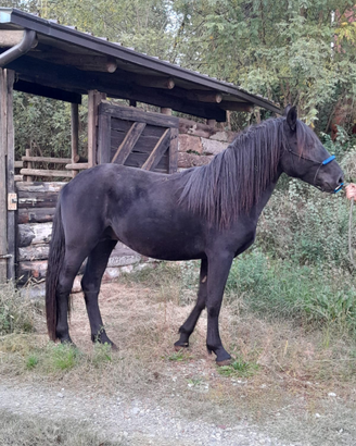 Cavallo Murgese 3 anni