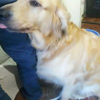 Golden retriever maschio per accoppiamento