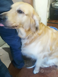 Golden retriever maschio per accoppiamento