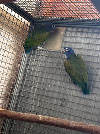 Pionus Testa Blu