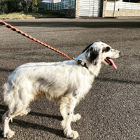 Regalasi setter Inglese