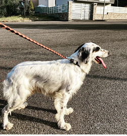 Regalasi setter Inglese