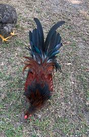 Gallo Amrocks