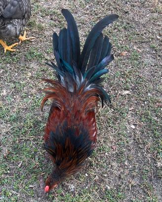 Gallo Amrocks