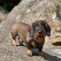 Bassotto Maschio per monta