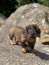 Bassotto Maschio per monta