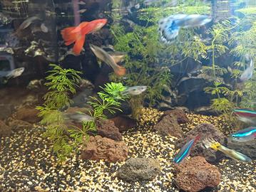 Pesci Guppy