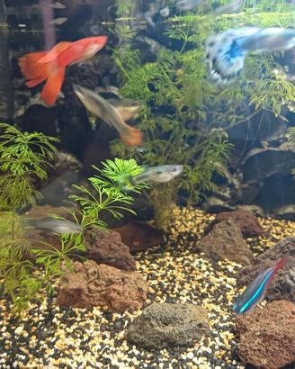 Pesci Guppy