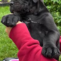 Cuccioli Cane corso