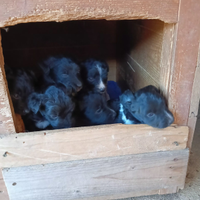 Cuccioli madre border collie