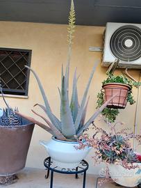 Pianta di Aloe Vera con stelo floreale 
