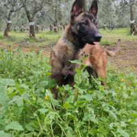 Cucciolata Pastore Belga Malinois con pedigree