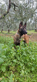 Cucciolata Pastore Belga Malinois con pedigree