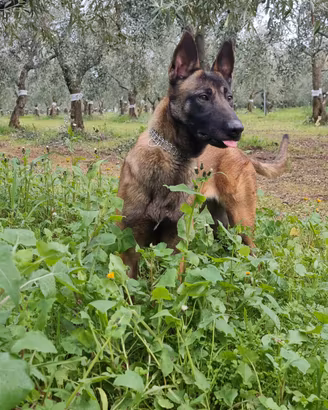 Cucciolata Pastore Belga Malinois con pedigree