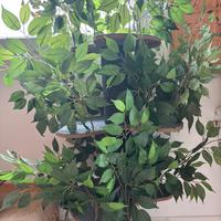 Albero con foglie per gatti