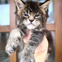 Maine Coon