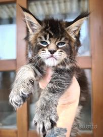Maine Coon