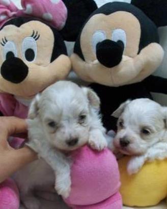 Maltesi coreani cuccioli