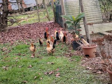 Galletti oche e tacchini