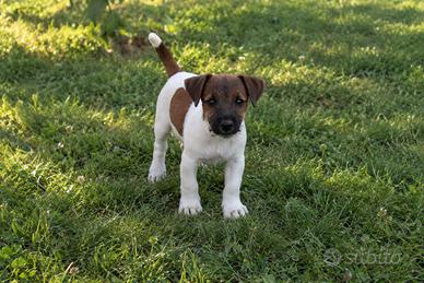 Cucciolo Jack Russell