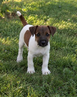 Cucciolo Jack Russell