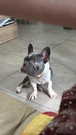 Bulldog francese