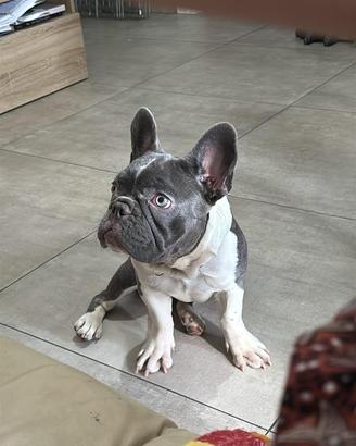 Bulldog francese