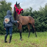 Purosangue inglese italiana