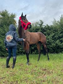 Purosangue inglese italiana