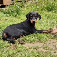 Ultime 2 cucciole di dobermann