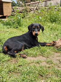 Ultime 2 cucciole di dobermann