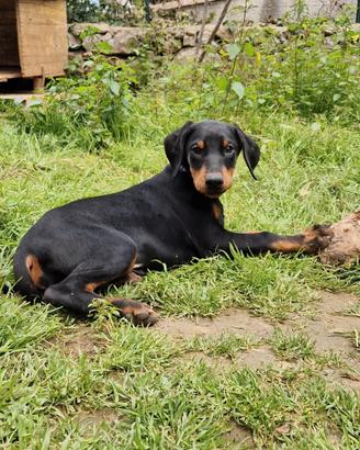 Ultime 2 cucciole di dobermann