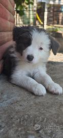 Border collie