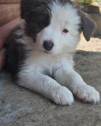 Border collie