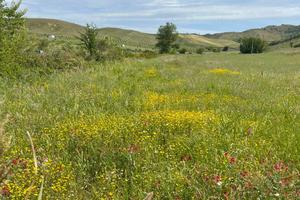 Rif.RI323| terreno agricolo catanzaro