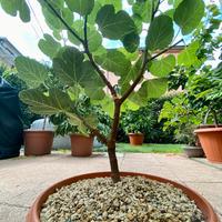 Pre bonsai fico misure in foto