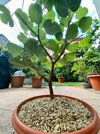 Pre bonsai fico misure in foto