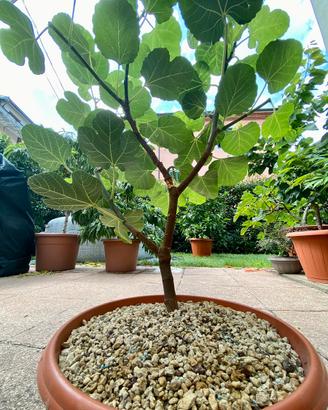 Pre bonsai fico misure in foto