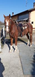 cavallo tuttofare 