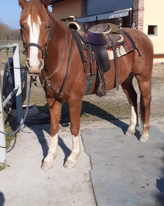 cavallo tuttofare 