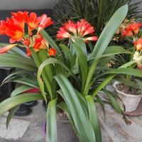 Pianta Clivia in vaso